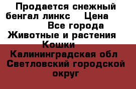 Продается снежный бенгал(линкс) › Цена ­ 25 000 - Все города Животные и растения » Кошки   . Калининградская обл.,Светловский городской округ 